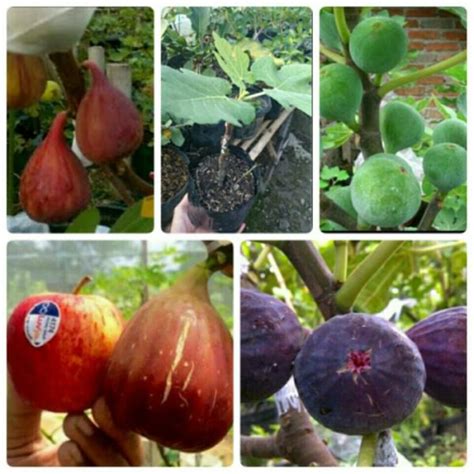 Tips Budidaya Buah Tin Yang Cepat Dan Mudah - Ternak Duit - balustradellc