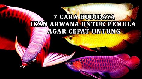 Tips Budidaya Ikan Arwana untuk pemula - balustradellc