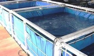 TIPS BUDIDAYA LOBSTER AIR TAWAR DI KOLAM TERPAL - balustradellc