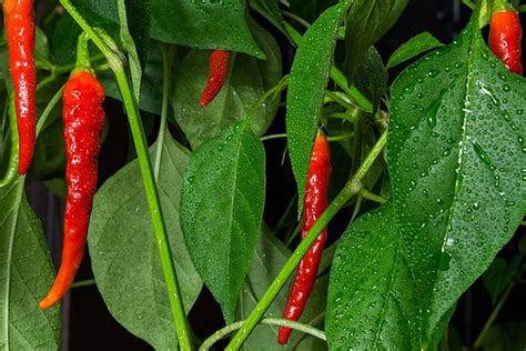 Tips Budidaya MENANAM CABAI Saat Musim Hujan - balustradellc