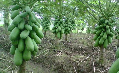 TIPS BUDIDAYA PEPAYA CALIFORNIA DARI BIJI - IPB Digitani … - balustradellc