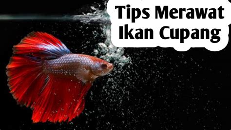 Tips Cara Merawat Ikan Cupang - Kelaskita - balustradellc