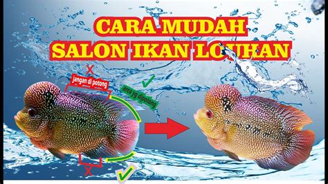 Tips Cara Salon Ikan Louhan - balustradellc