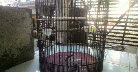 Tips cara untuk settingan burung murai batu agar sujud ... - balustradellc