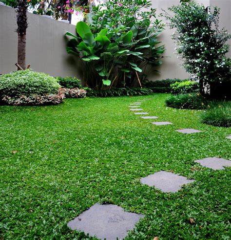 Tips dan Cara Budidaya Rumput Gajah Mini - Ide Peluang Usaha Bisnis - balustradellc