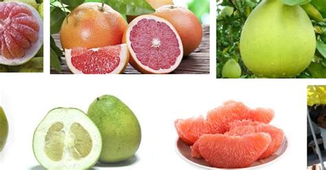 Tips dan Panduan Budidaya Jeruk Bali - balustradellc