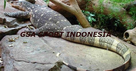 Tips dan Trik Cara Menangkap Biawak.... - FikriSpot - balustradellc
