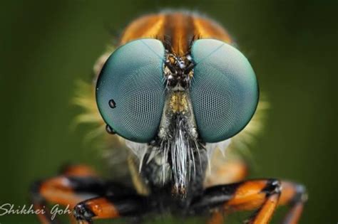 Tips dan Trik Foto Makro oleh Shikhei Goh - Titikfokus - balustradellc