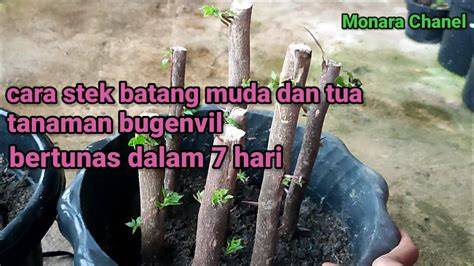 Tips dan Trik Stek Bougainville untuk Tunas Muda - raincitystudios.com
