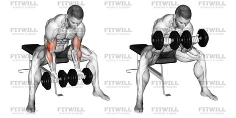 Tips Double Concentration Curl yang Benar untuk Mengoptimalkan - balustradellc