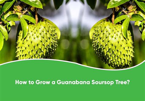 Tips for a Thriving Soursop – Everglades Farm - balustradellc