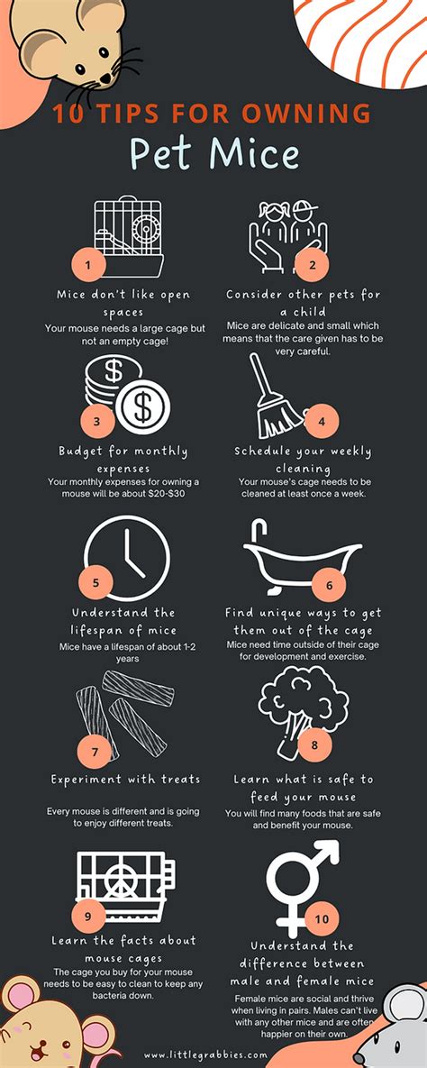 Tips for Educating Kids About Responsible Fancy Mouse Care - balustradellc