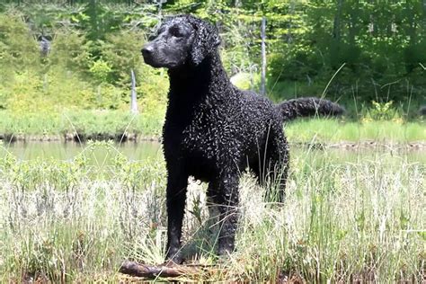 Tips for Ensuring Your Curly Coated Retriever Gets Enough Mental ... - balustradellc
