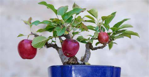 Tips For Growing A Fruiting Apple Bonsai Tree - raincitystudios.com