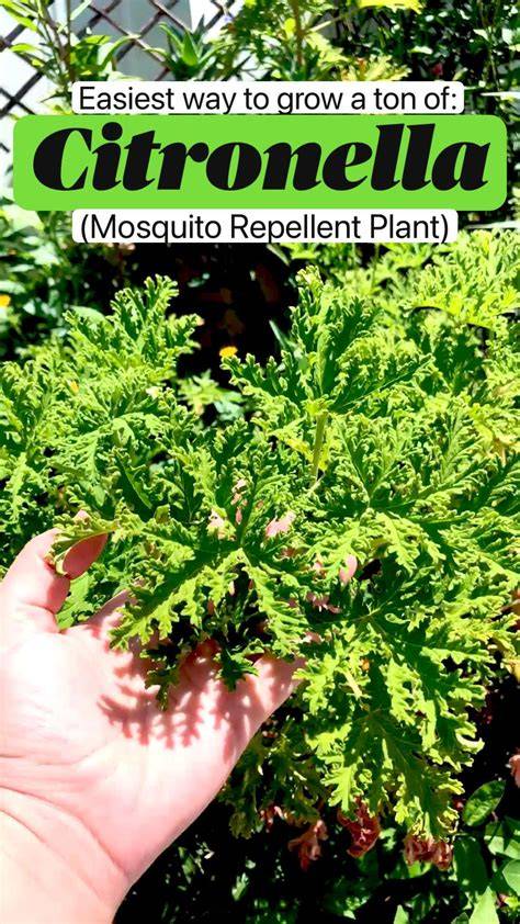 Tips for Growing Citronella Plant as an Annual or a Perennial - raincitystudios.com