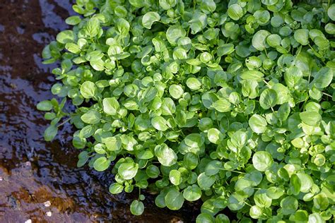 Tips for Growing Fresh Watercress at Home | Reality Pathing - balustradellc