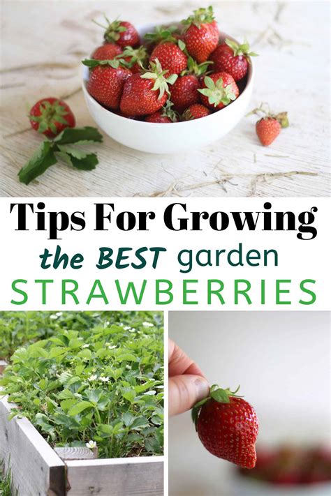 Tips For Growing The Best Tasting Strawberries - Umbel Organics - balustradellc