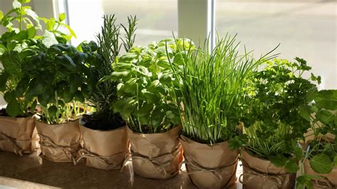Tips for Growing Vegetables and Herbs Inside | HGTV - balustradellc