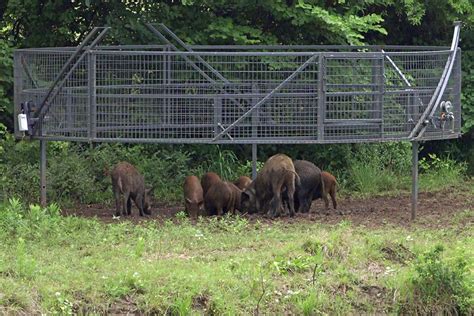 Tips for Hunting and Trapping Wild Hogs - Boarmasters - balustradellc