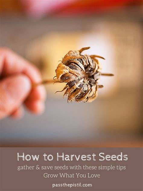 Tips For Properly Harvesting and Saving Heirloom Seeds - raincitystudios.com