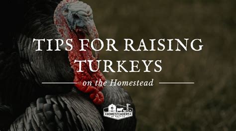 Tips For Raising Turkeys On The Homestead | ODH - balustradellc