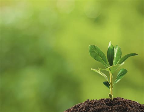 Tips for Taking Care of a New Sapling - Harford Tree - raincitystudios.com