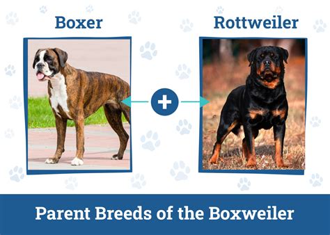 Tips for Traveling Safely with Your Rottweiler Boxer Mix in the Car and ... - balustradellc