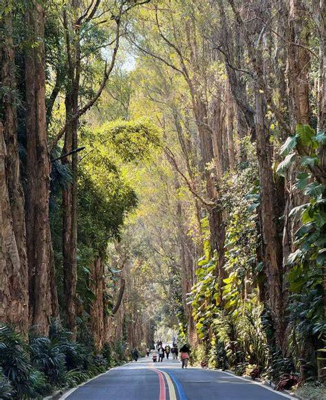 Tips for Visiting Fuzhou National Forest Park - raincitystudios.com