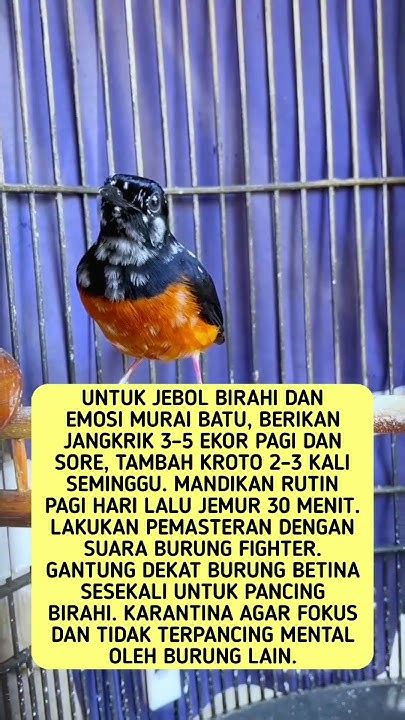 TIPS JEBOL BIRAHI DAN EMOSI MURAI BATU - balustradellc