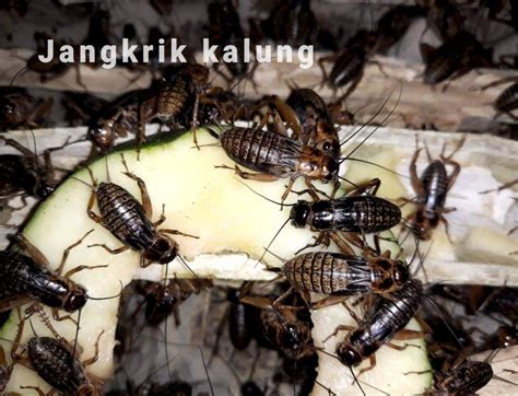 Tips Membedakan Jenis Jangkrik Alam / Madu ... - Budidaya Jangkrik - balustradellc