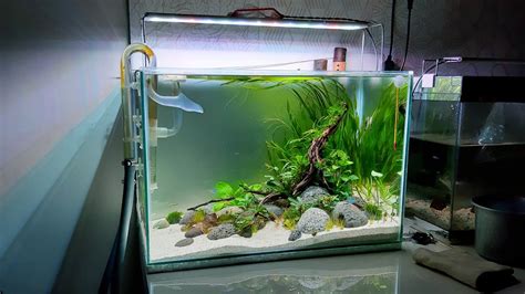 Tips Membuat Aquascape Sederhana Dengan Budget Terbatas - balustradellc