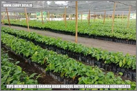 Tips Memilih Bibit Buah Berkualitas Unggul dan Sehat - balustradellc