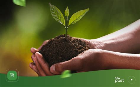 Tips Memilih Bibit Buah dan Tanaman Terbaik - balustradellc