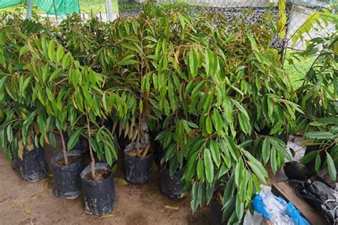 Tips Memilih Bibit Durian Unggul - balustradellc