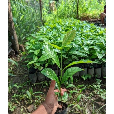 Tips Memilih Bibit Kopi Unggul - balustradellc