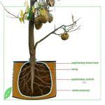 Tips Memilih Bibit Tanaman Untuk Tabulampot - balustradellc