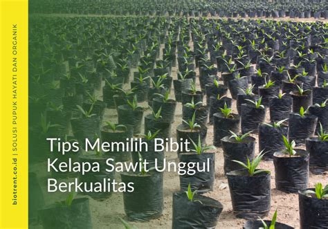 Tips Memilih Bibit Unggul Berkualitas - Agro Bibit ID - balustradellc
