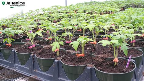 Tips Memilih Bibit Yang Berkualitas - Javanica Indonesia - balustradellc