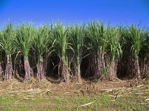 Tips Memilih Lahan Ideal untuk Budidaya Tebu - balustradellc