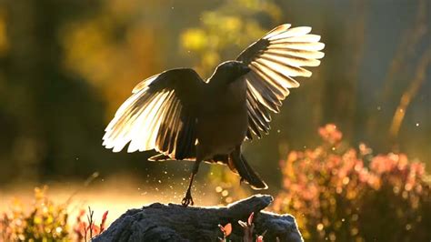 Tips Memotret Burung Liar - balustradellc