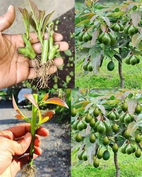 TIPS MENANAM ALPUKAT ALIGATOR UNTUK PEMULA - balustradellc