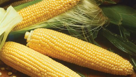 Tips Menanam Jagung Hibrida agar Bertongkol Besar - balustradellc