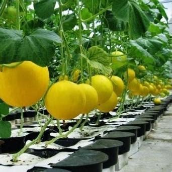 Tips Menanam Melon Secara Hidroponik Secara Mudah - balustradellc