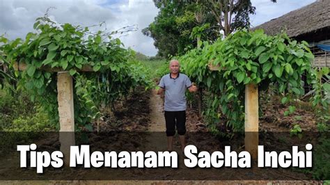 Tips Menanam Sacha Inchi agar Hasil Melimpah - balustradellc