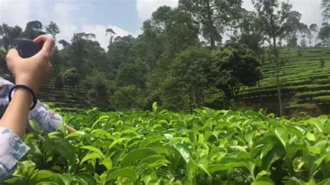 Tips Menanam Teh dan Cara Merawatnya - balustradellc