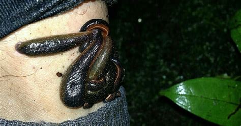 Tips Mencegah Gigitan Pacet di Hutan - Jelajah Sultra - balustradellc