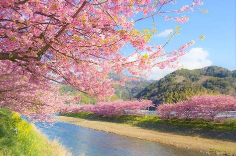 Tips Menikmati Cherry Blossom Festival di Jepang - balustradellc