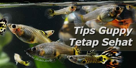 Tips Menjaga Ikan Guppy Tetap Sehat - balustradellc