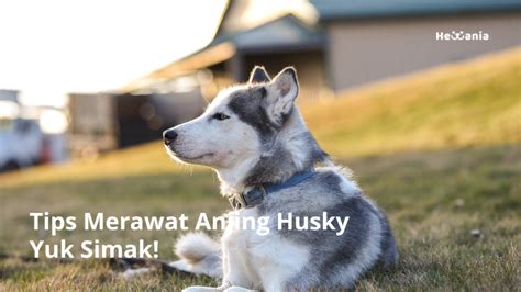 Tips Merawat Anjing Husky - Hewania - balustradellc