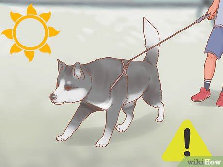 Tips Merawat Anjing Husky di Cuaca Panas - Pet to Nature - balustradellc